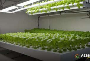 Horta Hidropônica no Campo: Vantagens e Desafios do Cultivo Sem Solo