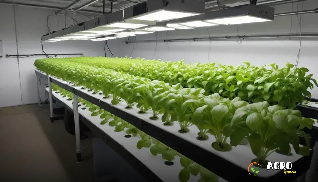 Vantagens da horta hidroponica Vantagens da horta hidroponica