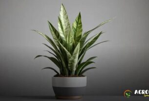 Planta Jiboia: Qual o Melhor Tipo de Solo para um Crescimento Saudável?