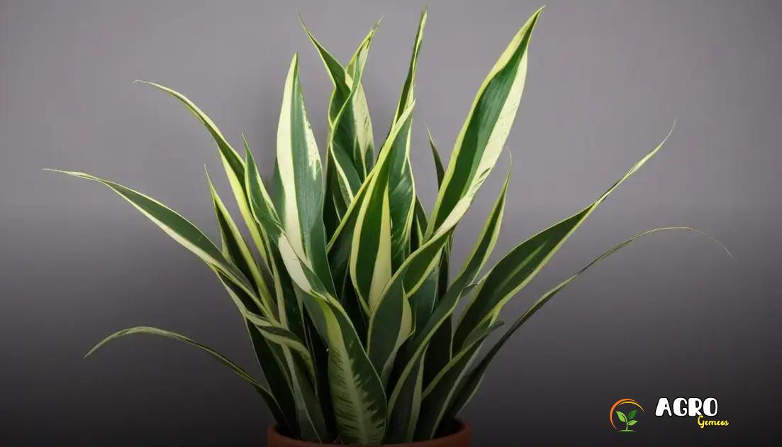 Benefícios da planta jiboia para a casa Benefícios da planta jiboia para a casa