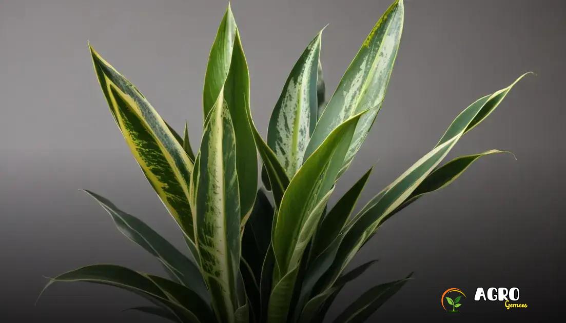 Como propagar a planta jiboia Como propagar a planta jiboia