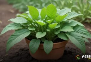 Sustentabilidade na Roça: Os Usos Tradicionais e Ecológicos da Planta Guiné