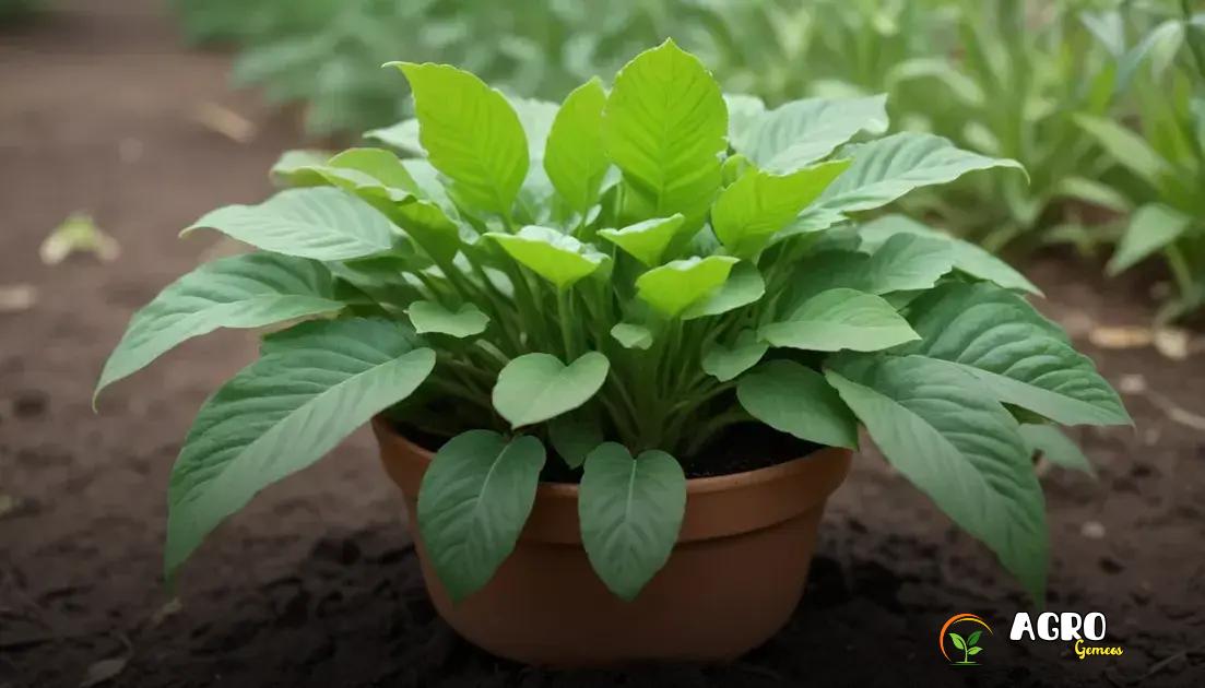 Sustentabilidade na Roça: Os Usos Tradicionais e Ecológicos da Planta Guiné