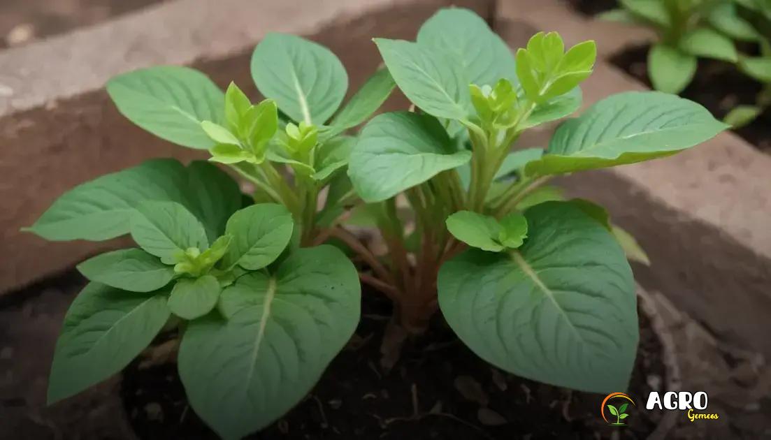 Benefícios da planta guiné para a saúde Benefícios da planta guiné para a saúde