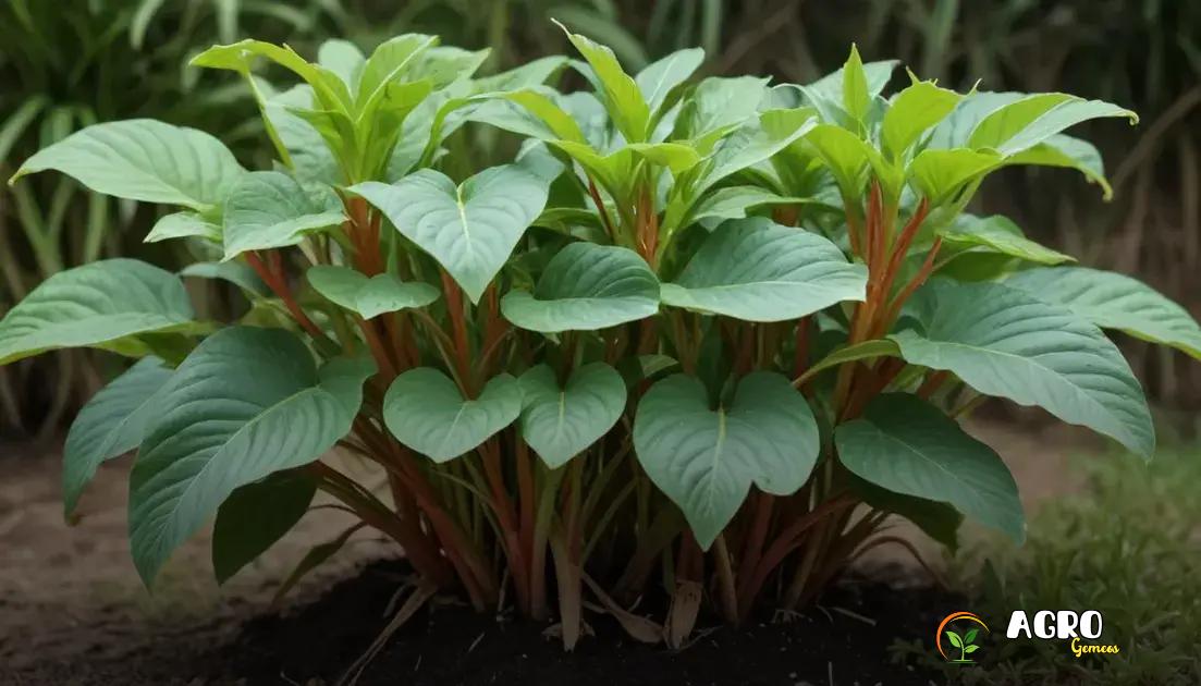 Receitas com planta guiné para o dia a dia Receitas com planta guiné para o dia a dia