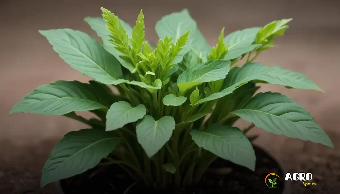 Cultura e uso tradicional da planta guiné Cultura e uso tradicional da planta guiné