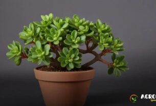 Planta Jade: Como a Tecnologia Está Transformando o Cultivo dessa Espécie no Campo