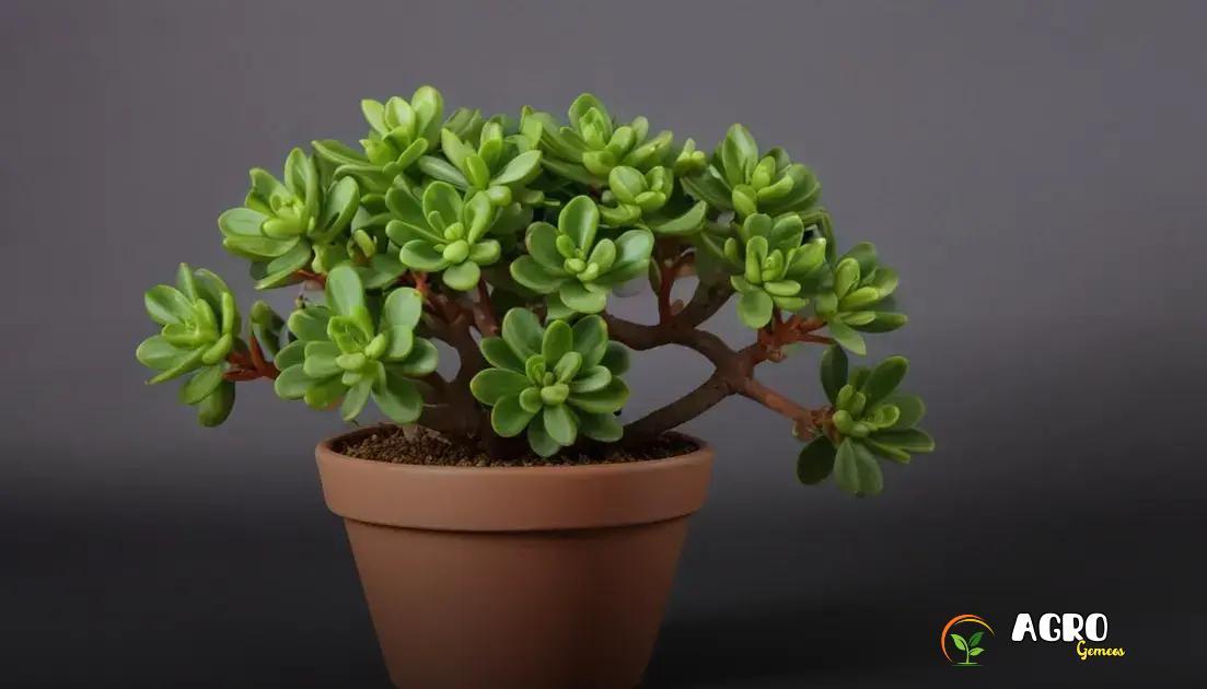 Planta Jade: Como a Tecnologia Está Transformando o Cultivo dessa Espécie no Campo