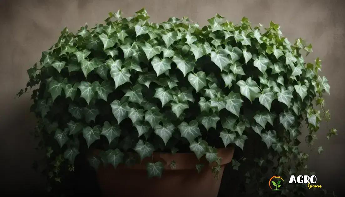 Benefícios da planta hera para interiores