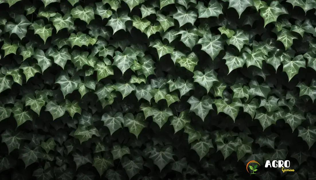 Melhores condições de luz e água para a hera