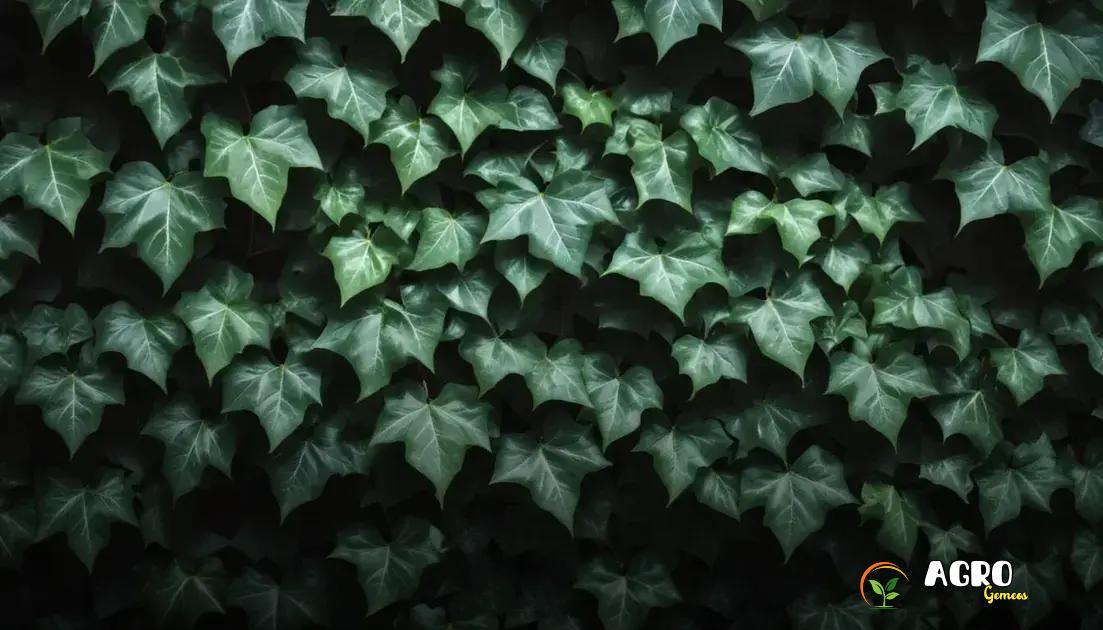 Propagação da planta hera: passo a passo