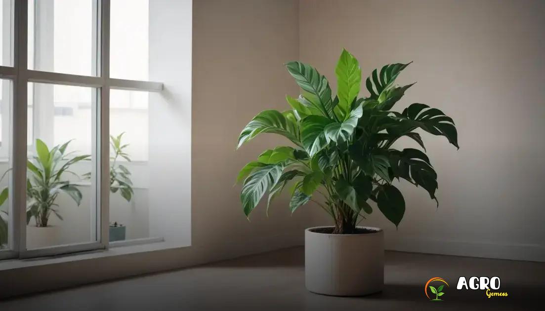 Como escolher a planta certa para o ambiente Como escolher a planta certa para o ambiente