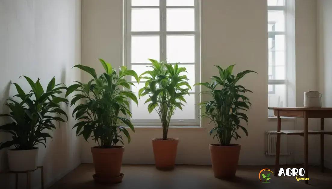 Dicas de manutenção para plantas na sala Dicas de manutenção para plantas na sala