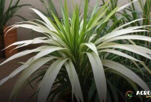 Planta Ráfia na Agroecologia: Benefícios Ambientais e Econômicos