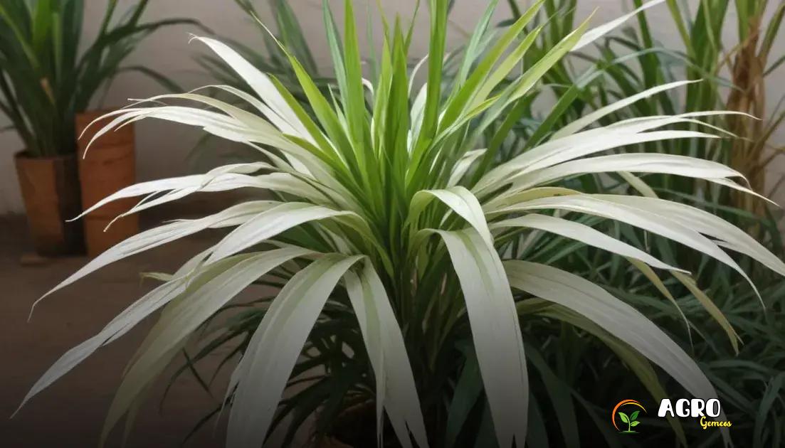 Planta Ráfia na Agroecologia: Benefícios Ambientais e Econômicos