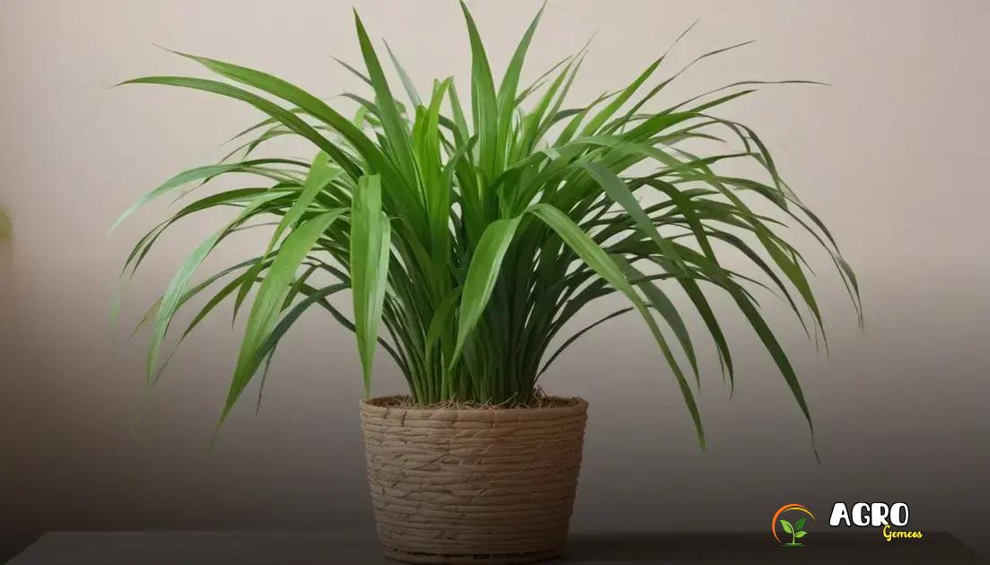 Cuidados essenciais para a planta rafia