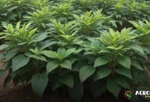 Planta Janaúba: Como Cultivar e Manejar Essa Espécie no Campo com Eficiência