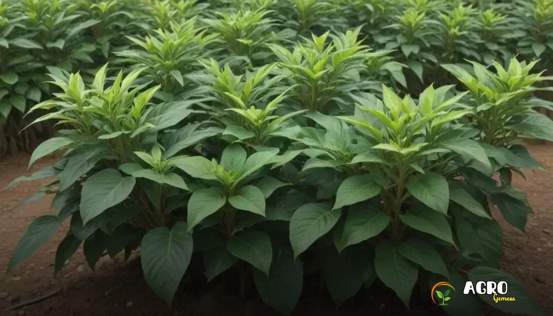 Planta Janaúba: Como Cultivar e Manejar Essa Espécie no Campo com Eficiência