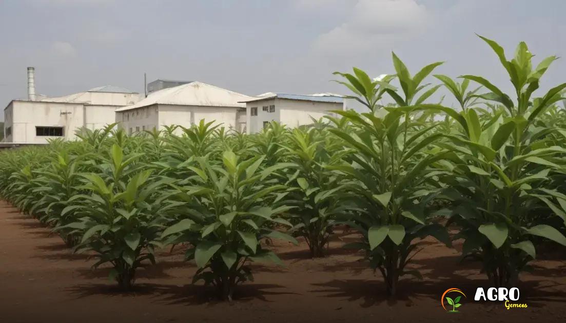Vantagens do cultivo da planta janaúba Vantagens do cultivo da planta janaúba