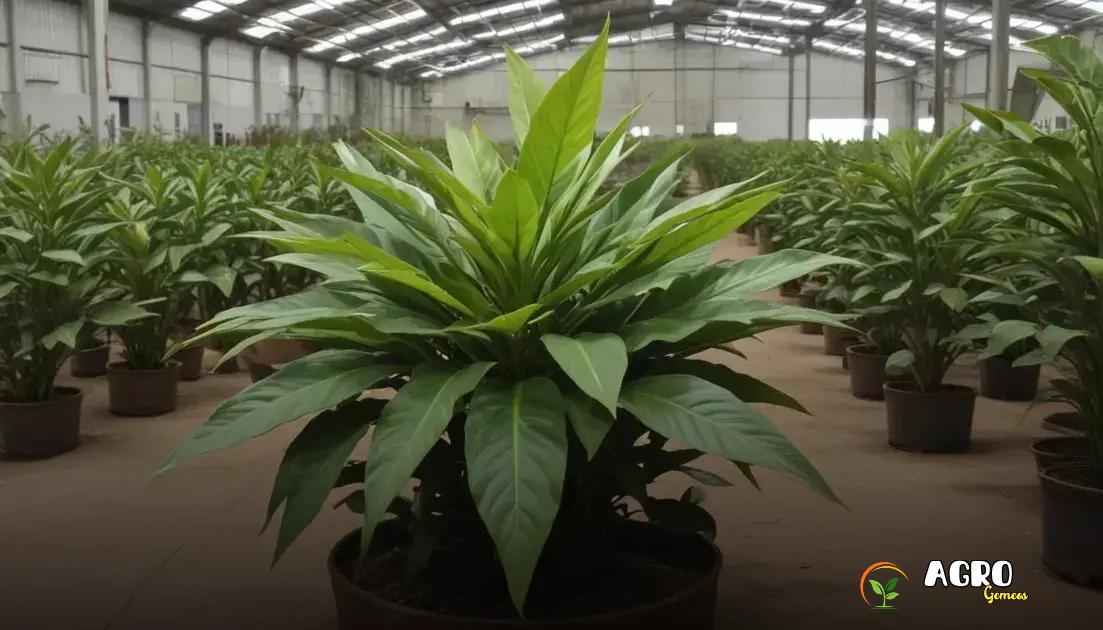 Como utilizar a planta janaúba na culinária Como utilizar a planta janaúba na culinária