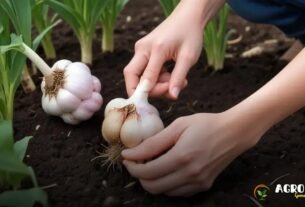 Como Plantar Alho com Técnicas da Agroecologia?