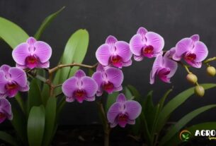 Como Plantar Orquídea: Guia Prático para Cultivo Saudável e Produtivo