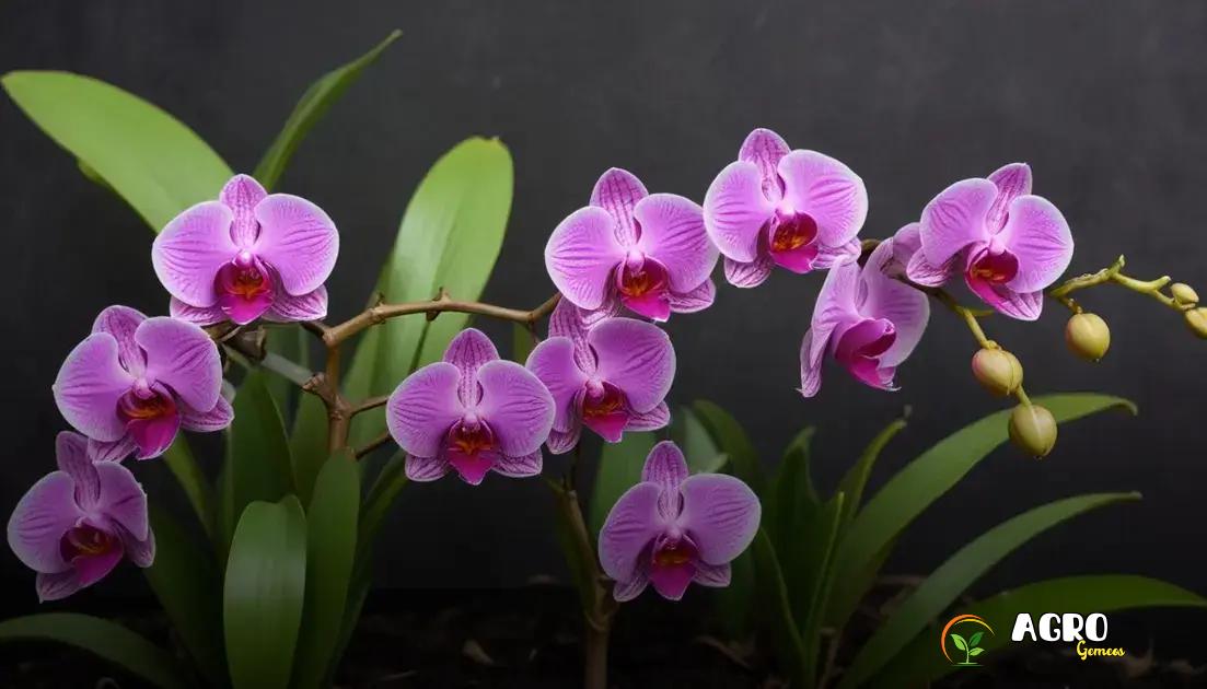 Como Plantar Orquídea: Guia Prático para Cultivo Saudável e Produtivo