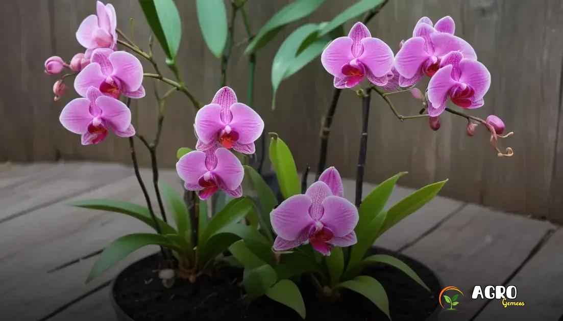Escolhendo o vaso certo para suas orquídeas Escolhendo o vaso certo para suas orquídeas