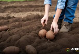 Como Plantar Batata Doce em Sistemas Agroecológicos?