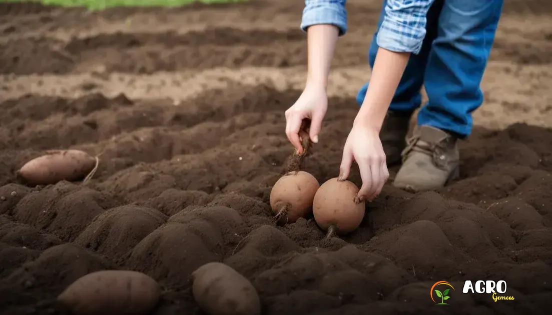 Como Plantar Batata Doce em Sistemas Agroecológicos?