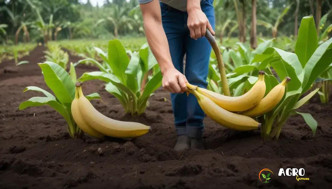 Como Plantar Banana com Sustentabilidade e Inovação no Campo?