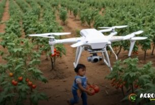 Drones e Sensores na Agricultura Orgânica: Inovação a Serviço do Produtor Rural