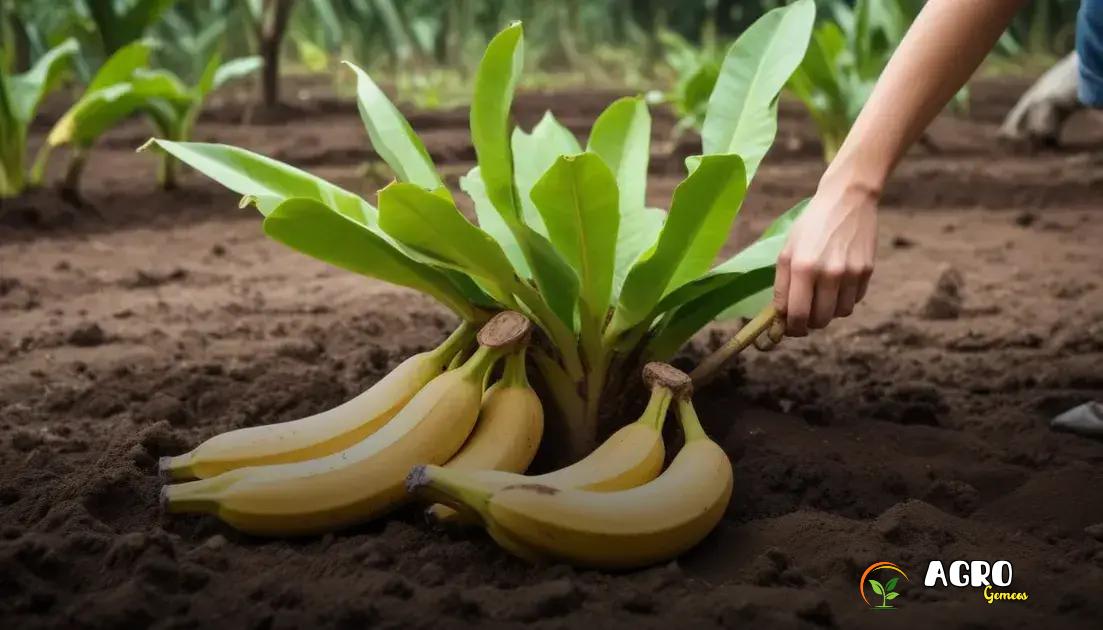 Quando e como realizar a colheita da banana