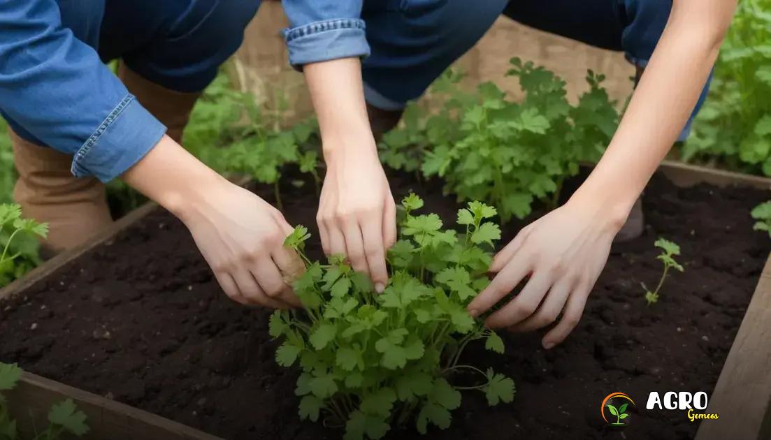 dicas para armazenar o coentro colhido dicas para armazenar o coentro colhido