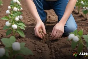 Como Plantar Feijão no Algodão com Práticas Agroecológicas?