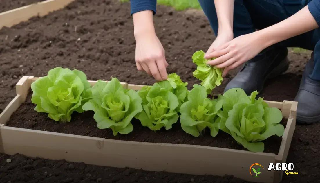 Como Plantar Alface Usando Agricultura de Precisão?