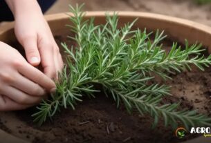 Como Plantar Alecrim e Manter o Solo Nutritivo?