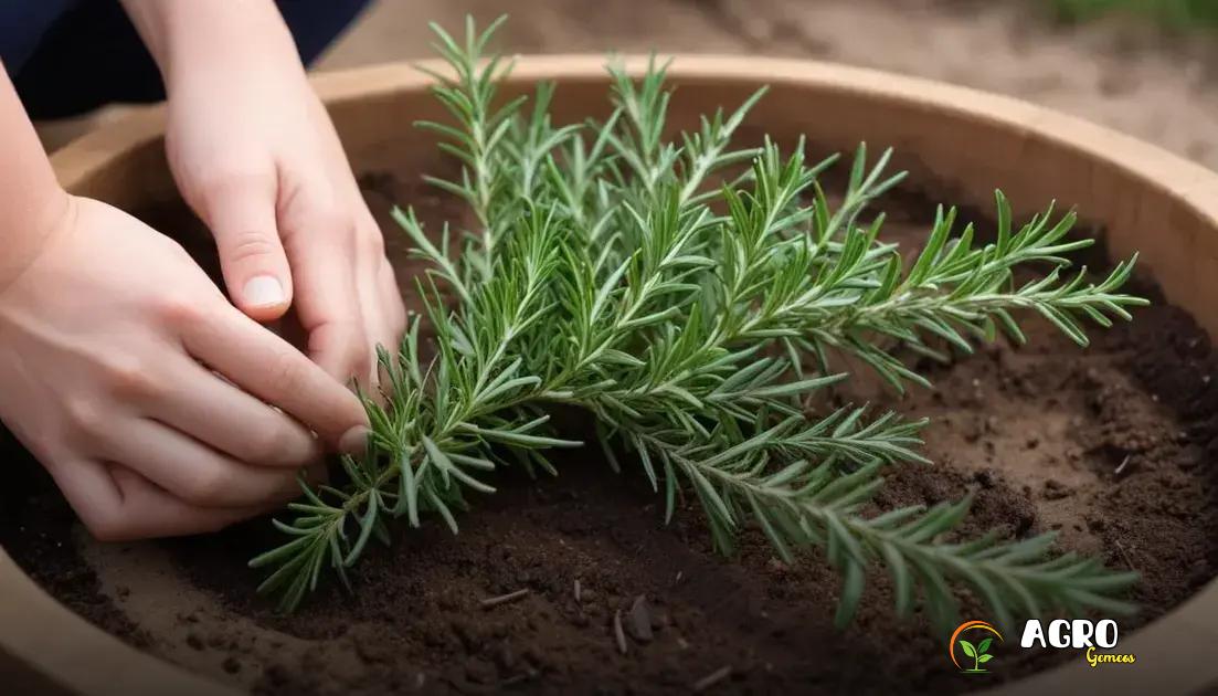 Como Plantar Alecrim e Manter o Solo Nutritivo?