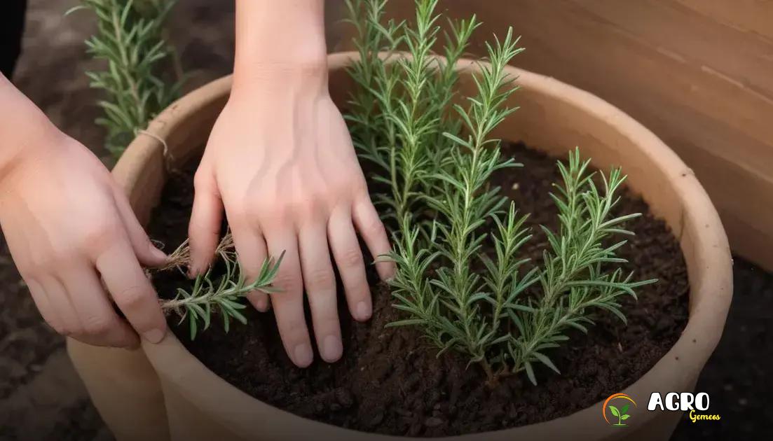 Métodos de propagação do alecrim Métodos de propagação do alecrim