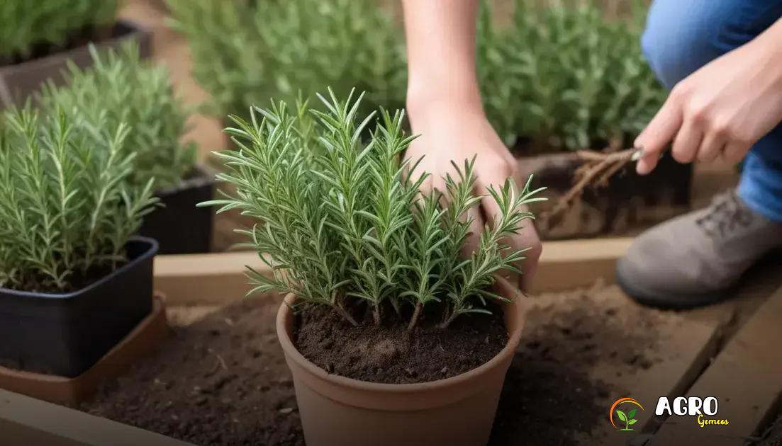 Como colher e armazenar alecrim Como colher e armazenar alecrim