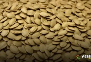 Benefícios das Sementes de Abóbora para a Agroecologia.