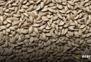 Sementes de Girassol e as Novas Soluções Tecnológicas no Campo