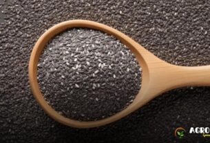 Sementes de Chia: Guia Completo de Cultivo e Manejo no Campo