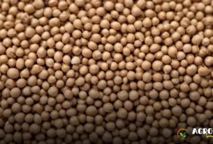 Como o Solo Ideal Influencia o Crescimento das Sementes de Coentro?