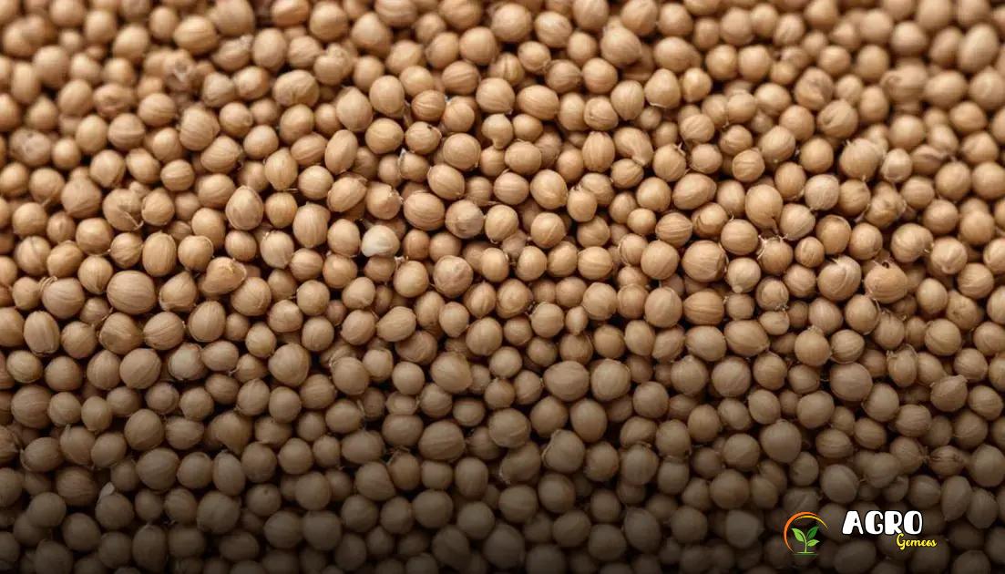 Como o Solo Ideal Influencia o Crescimento das Sementes de Coentro?