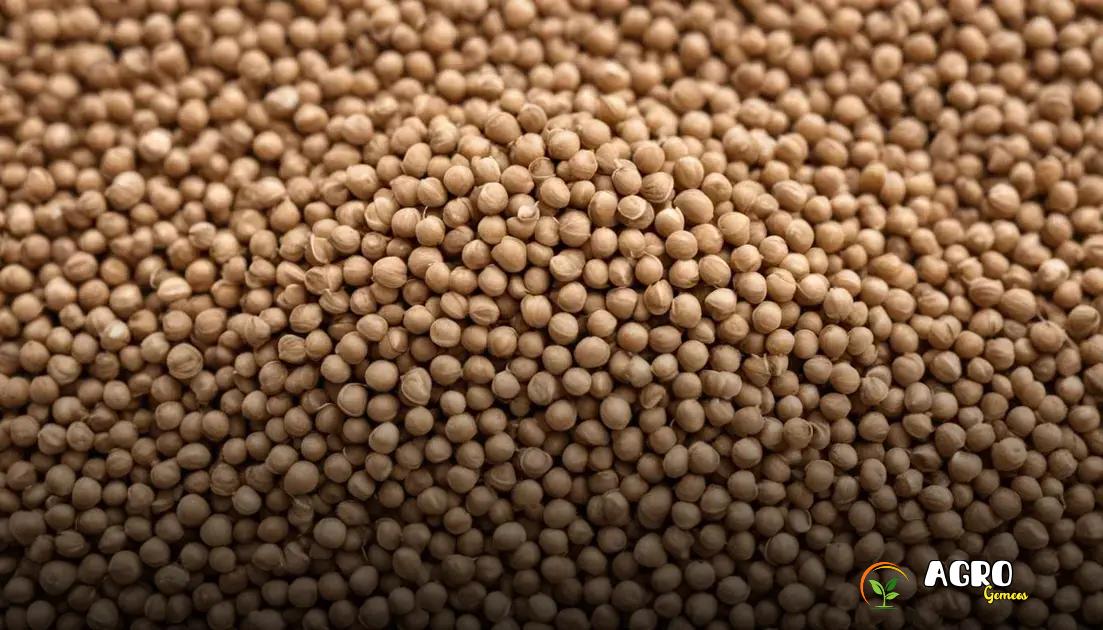 Benefícios do coentro para a saúde