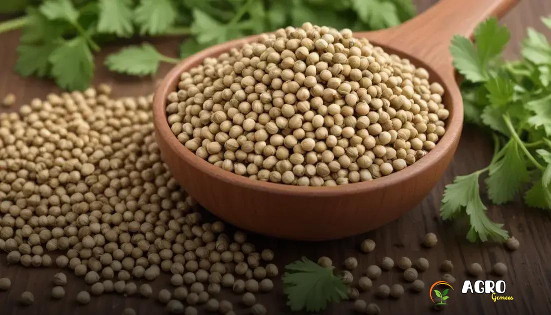 Cuidados no cultivo do coentro