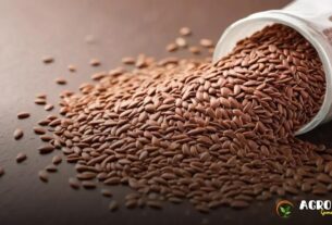 Sementes de Linhaça: Uma Aliada Poderosa da Agroecologia Sustentável