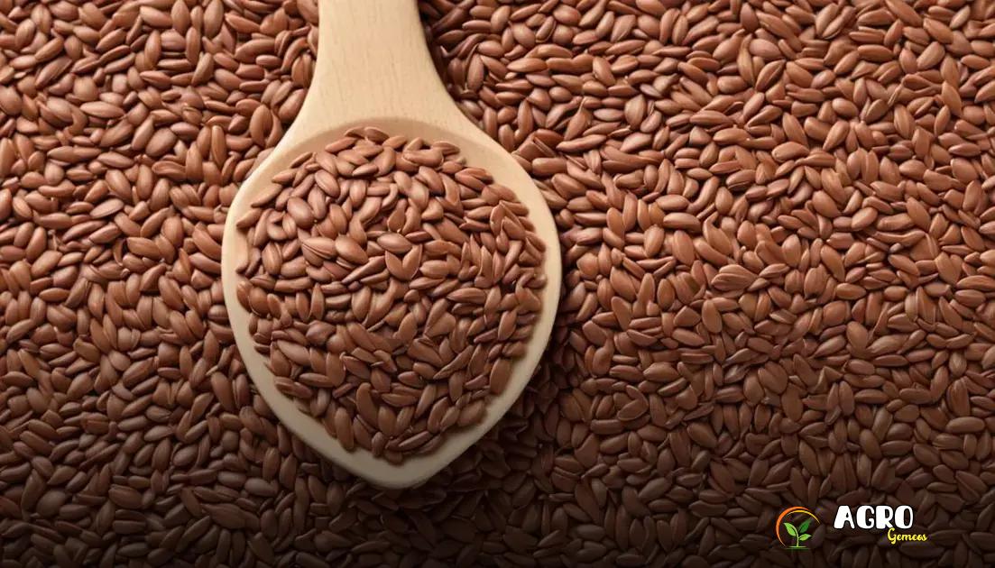 Benefícios nutricionais das sementes de linhaça Benefícios nutricionais das sementes de linhaça