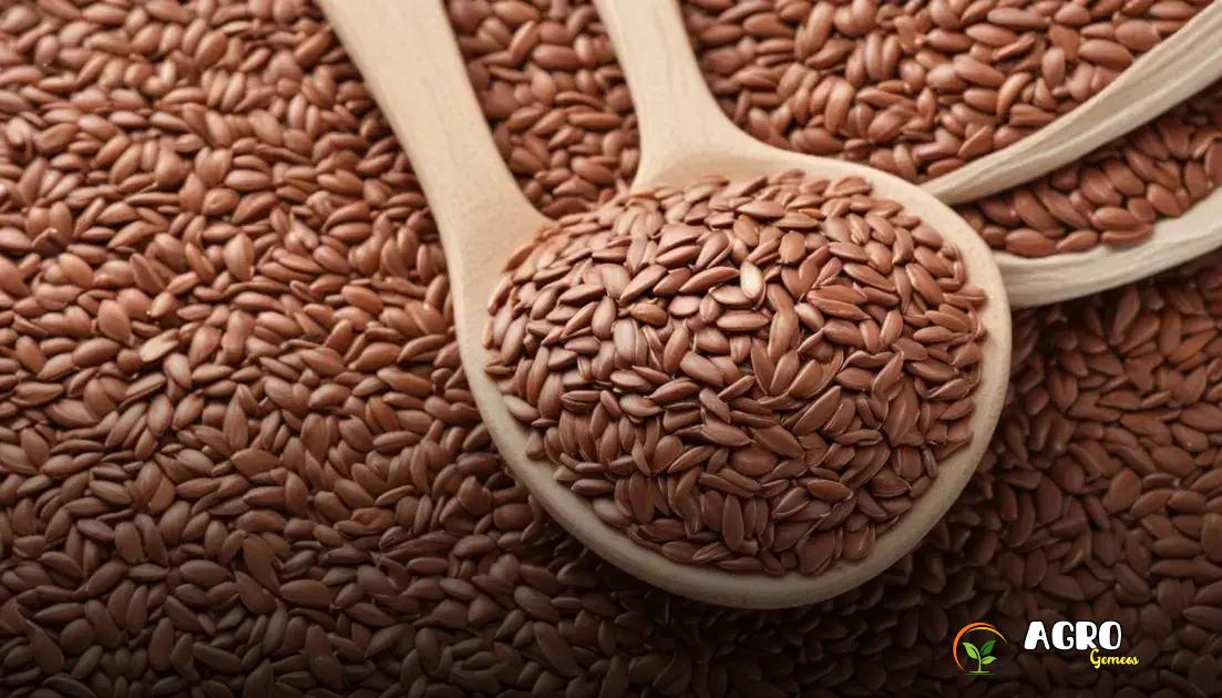 Mitos e verdades sobre sementes de linhaça Mitos e verdades sobre sementes de linhaça